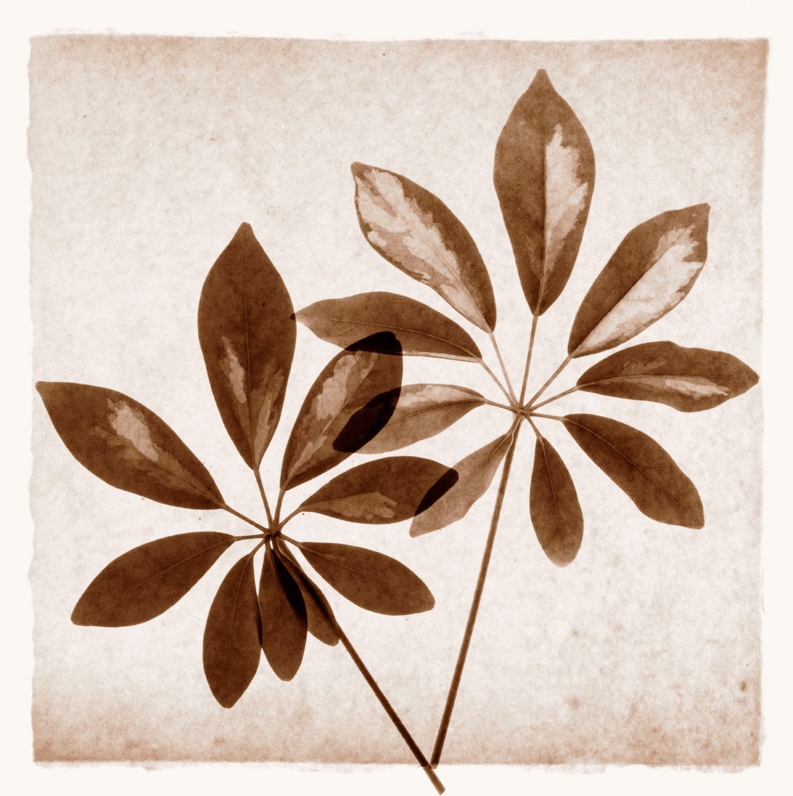 Cassava-Leaves